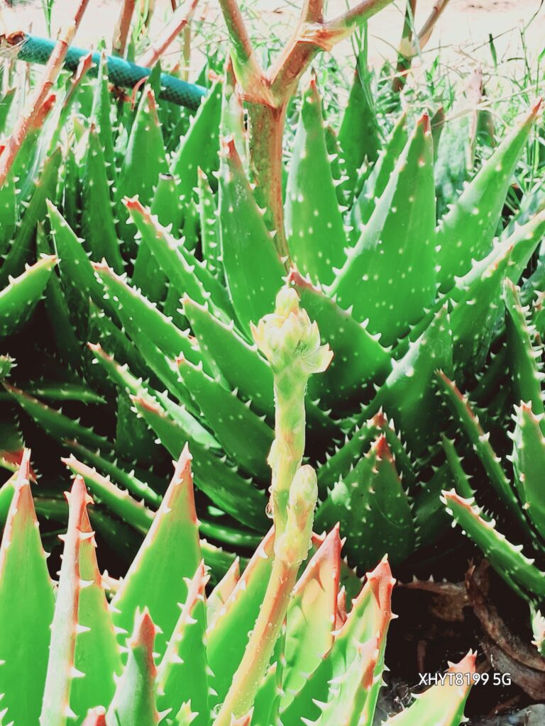 botón de aloe vera nobilis germinando floreciendo la hojita de su hoja angelical