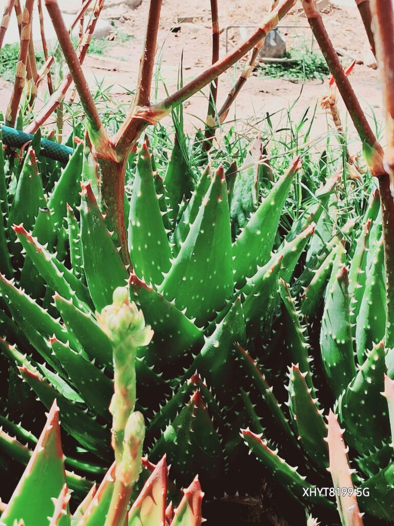 botón de aloe vera nobilis germinando floreciendo la hojita de su hoja angelical